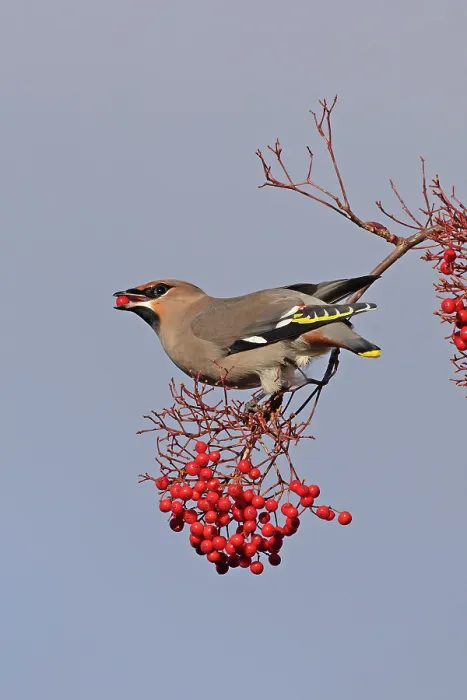 Framed Print : Waxwing (Bombycilla garrulus) perched on branch with berries, Norfolk, England, UK. November Framed Print : Waxwing (Bombycilla garrulus) perched on branch with berries, Norfolk, England, UK. November