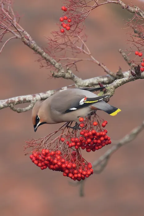 Framed Print : Waxwing (Bombycilla garrulus) perched on branch feeding on berries, Norfolk, England, UK. November Framed Print : Waxwing (Bombycilla garrulus) perched on branch feeding on berries, Norfolk, England, UK. November