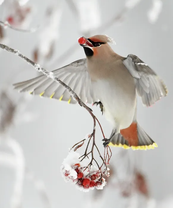Framed Print : Waxwings (Bombycilla garrulus) feeding on snow covered Rowan (Sorbus) berries, whilst in flight, Kuusamo, Finland, Scandinavia, January. Magic Moments book plate Framed Print : Waxwings (Bombycilla garrulus) feeding on snow covered Rowan (Sorbus) berries, whilst in flight, Kuusamo, Finland, Scandinavia, January. Magic Moments book plate