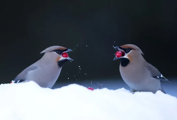 Framed Print : Waxwings (Bombycilla garrulus), in snow. Finland, March Framed Print : Waxwings (Bombycilla garrulus), in snow. Finland, March