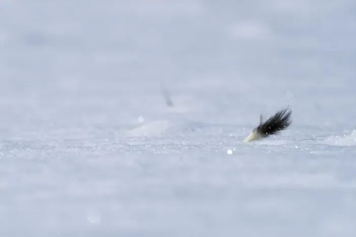 Framed Print : Weasel (Mustela erminea) running through deep snow with only its tail visible, Upper Bavaria, Germany, Europe. February Framed Print : Weasel (Mustela erminea) running through deep snow with only its tail visible, Upper Bavaria, Germany, Europe. February