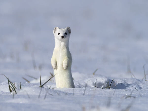 Weasel (Mustela erminea) in winter coat, standing upright in the snow, Upper Bavaria, Germany, Europe. February