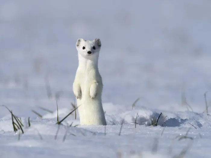 Framed Print : Weasel (Mustela erminea) in winter coat, standing upright in the snow, Upper Bavaria, Germany, Europe. February Framed Print : Weasel (Mustela erminea) in winter coat, standing upright in the snow, Upper Bavaria, Germany, Europe. February