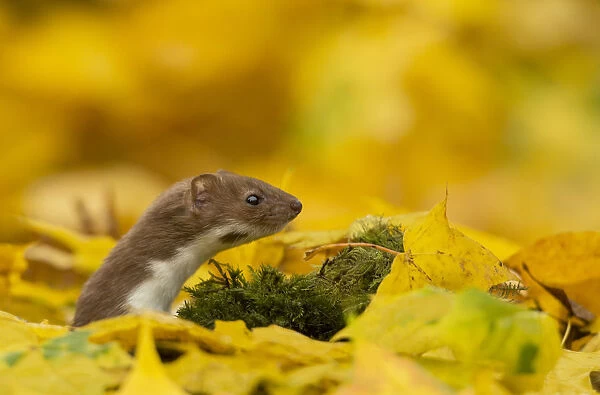 Weasel (Mustela nivalis) head and neck looking out of yellow autumn acer leaves, Sheffield