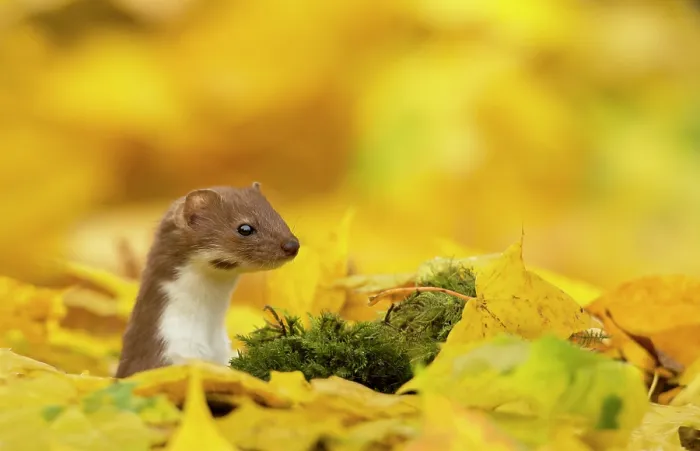 Framed Print : Weasel (Mustela nivalis) head and neck looking out of yellow autumn acer leaves, Sheffield, England, UK Framed Print : Weasel (Mustela nivalis) head and neck looking out of yellow autumn acer leaves, Sheffield, England, UK