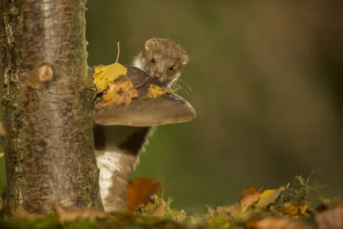 Framed Print : Weasel (Mustela nivalis) investigating birch stump with bracket fungus in autumn woodland Framed Print : Weasel (Mustela nivalis) investigating birch stump with bracket fungus in autumn woodland