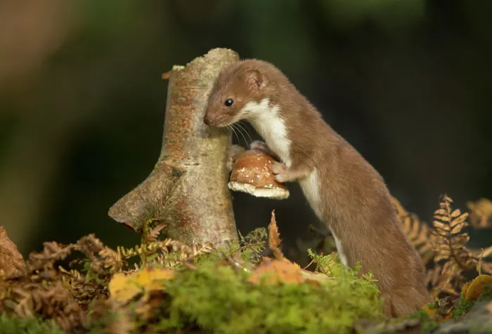 Framed Print : Weasel (Mustela nivalis) investigating birch stump with bracket fungus in autumn woodland, Sheffield Framed Print : Weasel (Mustela nivalis) investigating birch stump with bracket fungus in autumn woodland, Sheffield