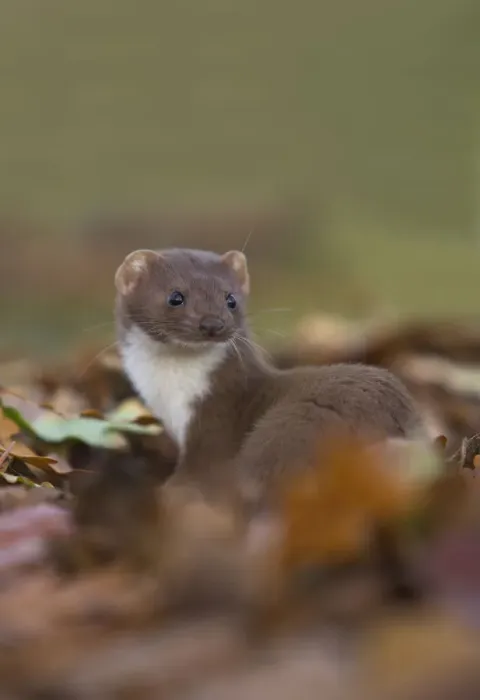 Framed Print : Weasel (Mustela nivalis) amongst leaves. Leicestershire, UK, October Framed Print : Weasel (Mustela nivalis) amongst leaves. Leicestershire, UK, October