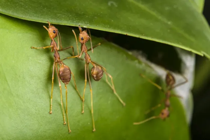 Framed Print : Weaver ants (Oecophylla smaragdina) building nest by gluing leaves together with silk Framed Print : Weaver ants (Oecophylla smaragdina) building nest by gluing leaves together with silk