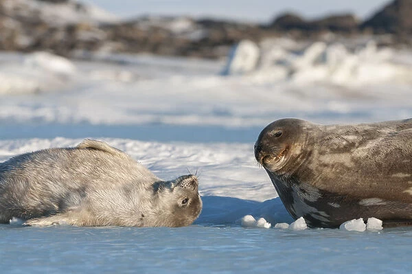 Weddell seal (Leptonychotes weddellii) mother and pup, Prydz Bay, near Davis Station