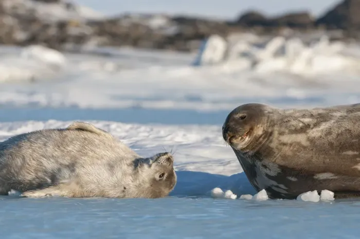 Framed Print : Weddell seal (Leptonychotes weddellii) mother and pup, Prydz Bay, near Davis Station Framed Print : Weddell seal (Leptonychotes weddellii) mother and pup, Prydz Bay, near Davis Station