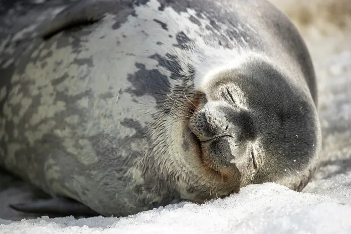 Framed Print : Weddell seal (Leptonychotes weddellii) relaxing on the ice, Robertson Bay, Cape Adare, Antarctica Framed Print : Weddell seal (Leptonychotes weddellii) relaxing on the ice, Robertson Bay, Cape Adare, Antarctica