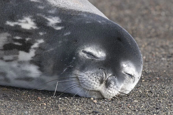 Weddell seal (Leptonychotes weddellii) sleeping, Deception Island, Antarctica Peninsula