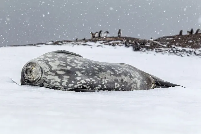 Framed Print : Weddell seal (Leptonychotes weddellii) sleeping on snow, Antarctic Peninsula, Antarctica Framed Print : Weddell seal (Leptonychotes weddellii) sleeping on snow, Antarctic Peninsula, Antarctica