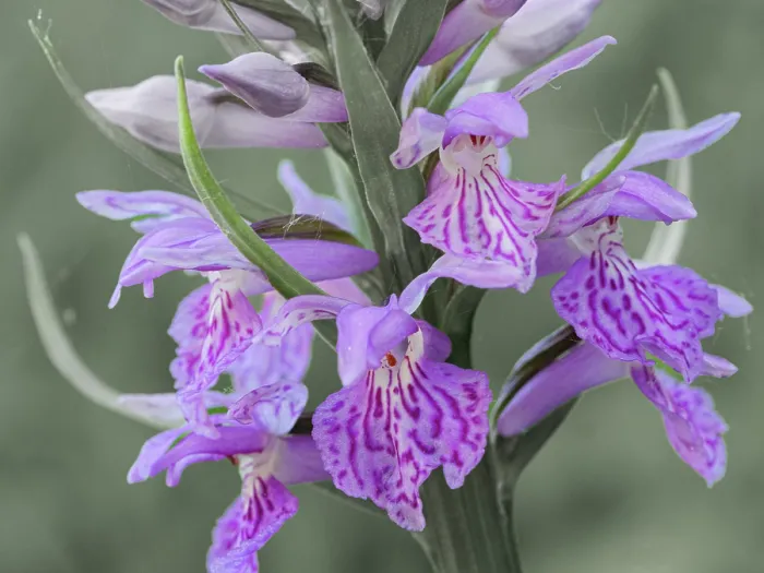 Framed Print : Wedge-lipped marsh orchid (Dactylorhiza maculata saccifera) in flower, Monti della Laga, Abruzzo, Italy. June Framed Print : Wedge-lipped marsh orchid (Dactylorhiza maculata saccifera) in flower, Monti della Laga, Abruzzo, Italy. June