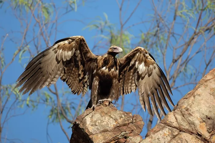 Framed Print : Wedgetail eagle (Aquila audax) spreading its wings, perched above a rocky gorge, Adelaide River Hills, Northern Territory, Australia Framed Print : Wedgetail eagle (Aquila audax) spreading its wings, perched above a rocky gorge, Adelaide River Hills, Northern Territory, Australia