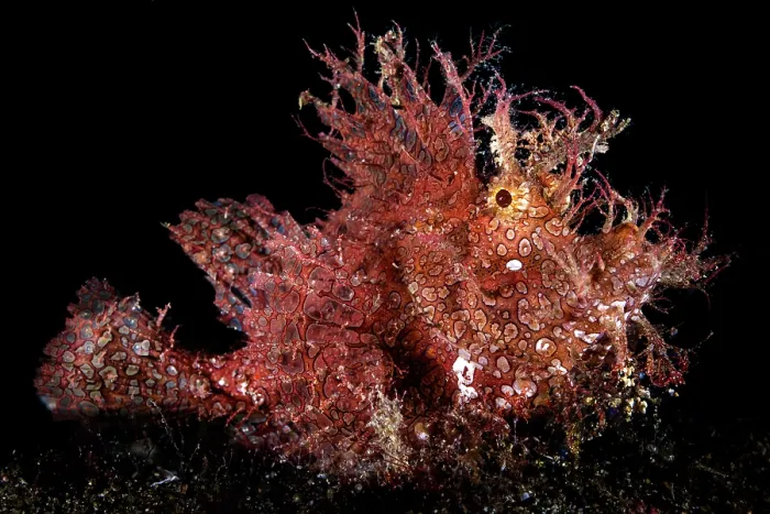 Framed Print : Weedy scorpionfish (Rhinopias frondosa) on the seabed at night, Anilao, Batangas marine protected area, Luzon, Philippines, Verde Island Passages, Pacific Ocean Framed Print : Weedy scorpionfish (Rhinopias frondosa) on the seabed at night, Anilao, Batangas marine protected area, Luzon, Philippines, Verde Island Passages, Pacific Ocean