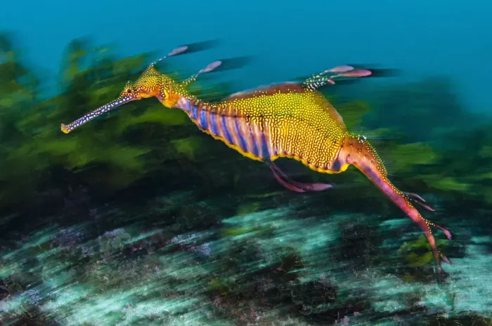 Framed Print : Weedy seadragon (Phyllopteryx taeniolatus) swimming over seaweeds Framed Print : Weedy seadragon (Phyllopteryx taeniolatus) swimming over seaweeds