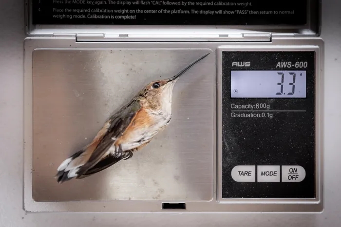 Framed Print : Weighing a Rufous hummingbird (Selasphorus rufus) during scientific research, Oaxaca state, Mexico Framed Print : Weighing a Rufous hummingbird (Selasphorus rufus) during scientific research, Oaxaca state, Mexico