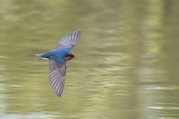 Welcome swallow (Hirundo neoxena) in flight over pond. Christchurch, New Zealand