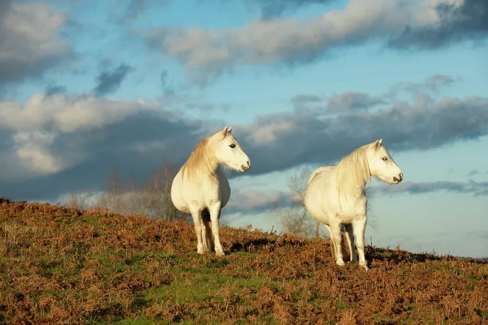 Framed Print : Two Welsh mountain ponies (Equus caballus) pregnant mares, standing on hillside, Garway Hill Common, Herefordshire, England, UK. November Framed Print : Two Welsh mountain ponies (Equus caballus) pregnant mares, standing on hillside, Garway Hill Common, Herefordshire, England, UK. November