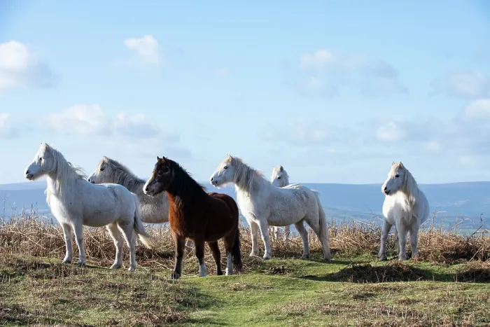 Framed Print : Welsh Mountain ponies herd reacting to a potential predator by grouping together, Garway Hill Common, Herefordshire, England, UK. January Framed Print : Welsh Mountain ponies herd reacting to a potential predator by grouping together, Garway Hill Common, Herefordshire, England, UK. January