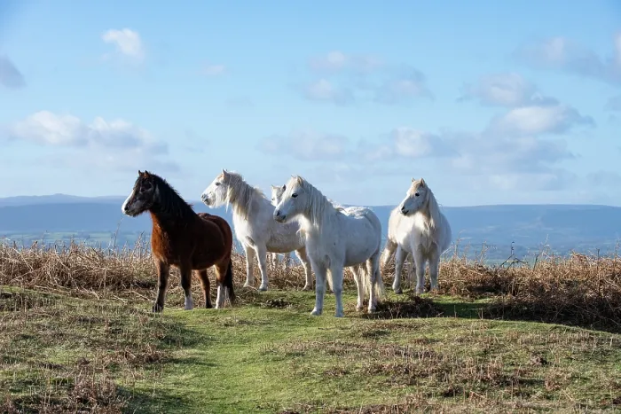 Framed Print : Welsh Mountain ponies herd reacting to a potential predator by grouping together, Garway Hill Common, Herefordshire, England, UK. January Framed Print : Welsh Mountain ponies herd reacting to a potential predator by grouping together, Garway Hill Common, Herefordshire, England, UK. January