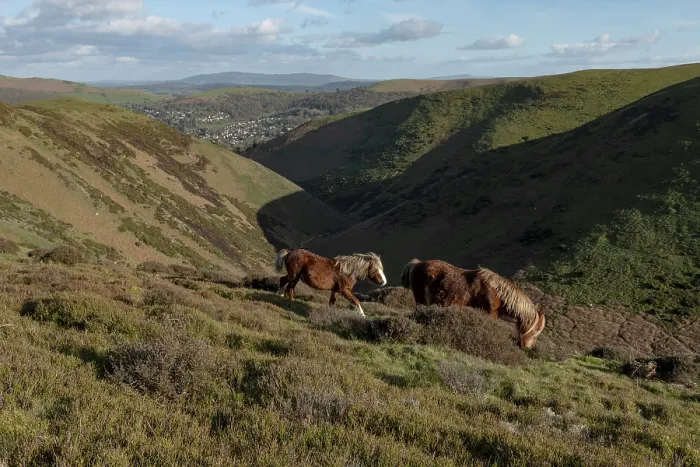 Framed Print : Welsh Mountain ponies, stallion and mare, grazing on hillside, Townsbrook Valley, Long Mynd, Shropshire Hills National Landscape, England, UK. March, 2024 Framed Print : Welsh Mountain ponies, stallion and mare, grazing on hillside, Townsbrook Valley, Long Mynd, Shropshire Hills National Landscape, England, UK. March, 2024