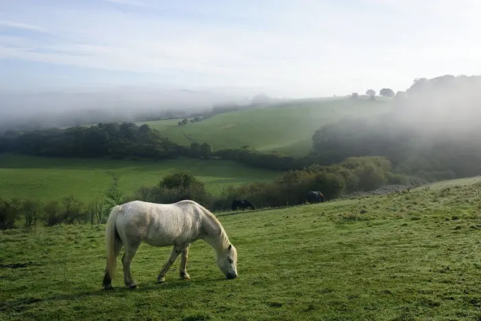 Framed Print : Welsh mountain pony (Equus caballus) grazing a hillside meadow on a foggy, dewy autumn morning Framed Print : Welsh mountain pony (Equus caballus) grazing a hillside meadow on a foggy, dewy autumn morning