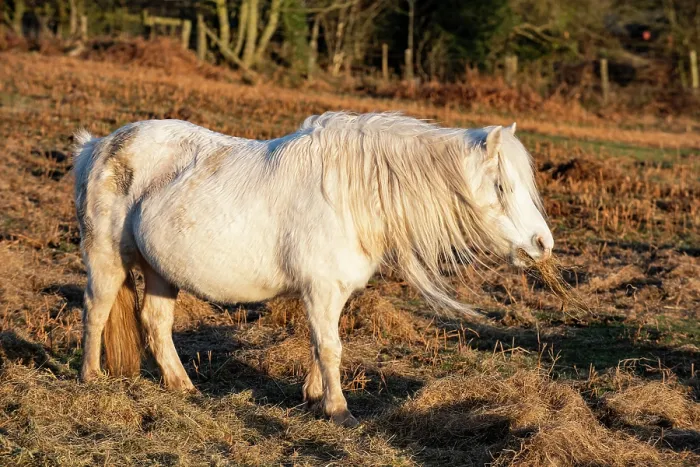 Framed Print : Welsh Mountain pony feeding on supplimentary hay, Garway Hill, Herefordshire, England, UK. January Framed Print : Welsh Mountain pony feeding on supplimentary hay, Garway Hill, Herefordshire, England, UK. January
