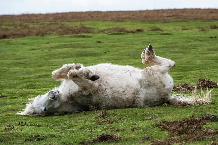 Framed Print : Welsh Mountain pony rolling on its back, Garway Hill, Herefordshire, England, UK. November