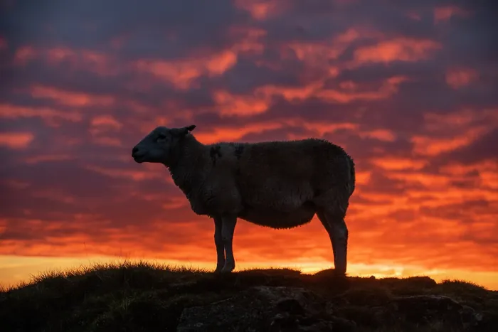 Framed Print : Welsh mountain sheep standing on hillside silhouetted at sunrise, Titterstone Clee Hill AONB, Shropshire, England, UK. October Framed Print : Welsh mountain sheep standing on hillside silhouetted at sunrise, Titterstone Clee Hill AONB, Shropshire, England, UK. October