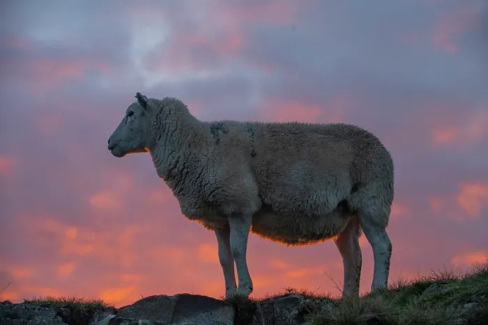 Framed Print : Welsh mountain sheep standing on hillside at sunrise, Titterstone Clee Hill AONB, Shropshire, England, UK. October Framed Print : Welsh mountain sheep standing on hillside at sunrise, Titterstone Clee Hill AONB, Shropshire, England, UK. October