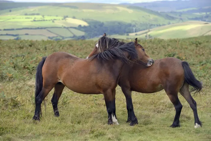 Framed Print : Welsh Ponies (Equus caballus) engaged in mutual grooming, Llanbedr Hill, Powys, Wales, August Framed Print : Welsh Ponies (Equus caballus) engaged in mutual grooming, Llanbedr Hill, Powys, Wales, August
