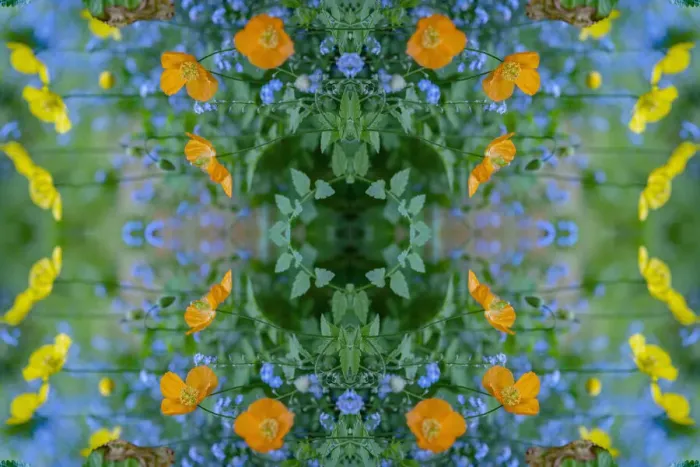 Framed Print : Welsh poppies (Papaver cambricum) and Forget-me-nots (Myosotis sylvatica) Framed Print : Welsh poppies (Papaver cambricum) and Forget-me-nots (Myosotis sylvatica)
