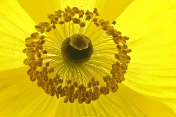 Framed Print : Welsh poppy (Meconopsis cambrica), flower details, Bristol, England, UK, April Framed Print : Welsh poppy (Meconopsis cambrica), flower details, Bristol, England, UK, April