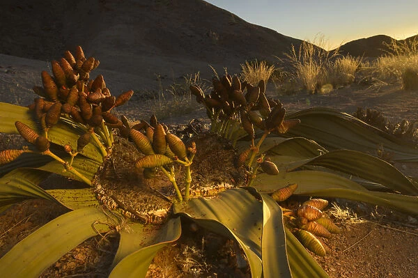 Welwitschia (Welwitschia mirabilis) female plant with cones at sunset, Namib Naukluft National Park