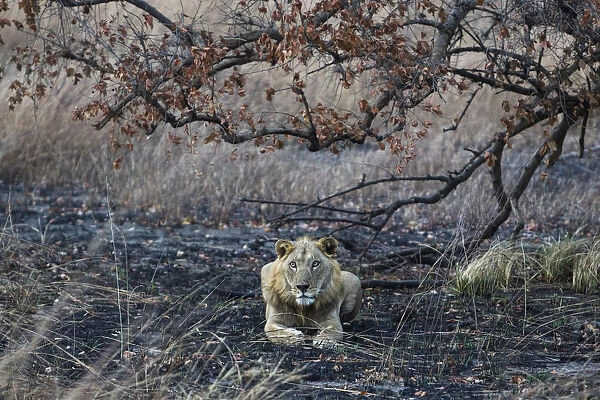 West Africa lion (Panthera leo) subadult male resting on burnt ground, Pendjari National Park