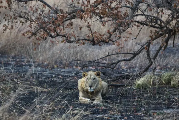 Framed Print : West Africa lion (Panthera leo) subadult male resting on burnt ground, Pendjari National Park Framed Print : West Africa lion (Panthera leo) subadult male resting on burnt ground, Pendjari National Park