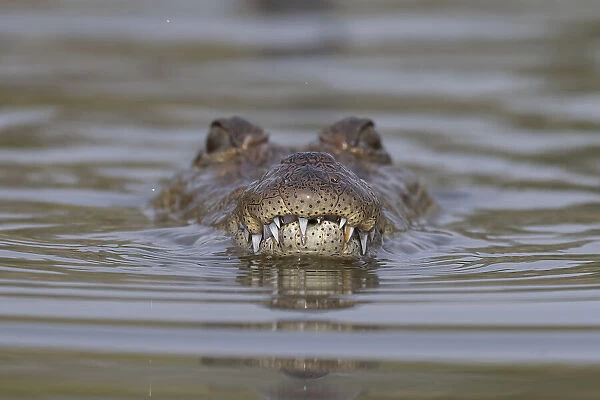 West African crocodile (Crocodylus suchus) submerging in river, with head above water, Allahein River, The Gambia
