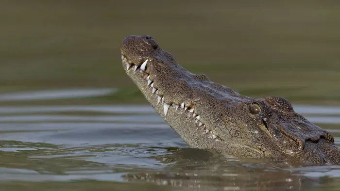 Framed Print : West African crocodile (Crocodylus suchus) raising its head above water, Allahein River, The Gambia Framed Print : West African crocodile (Crocodylus suchus) raising its head above water, Allahein River, The Gambia