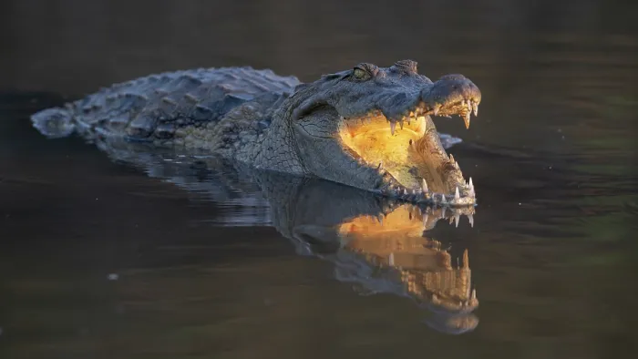 Framed Print : West African crocodile (Crocodylus suchus) resting in shallow water, Allahein river, The Gambia Framed Print : West African crocodile (Crocodylus suchus) resting in shallow water, Allahein river, The Gambia