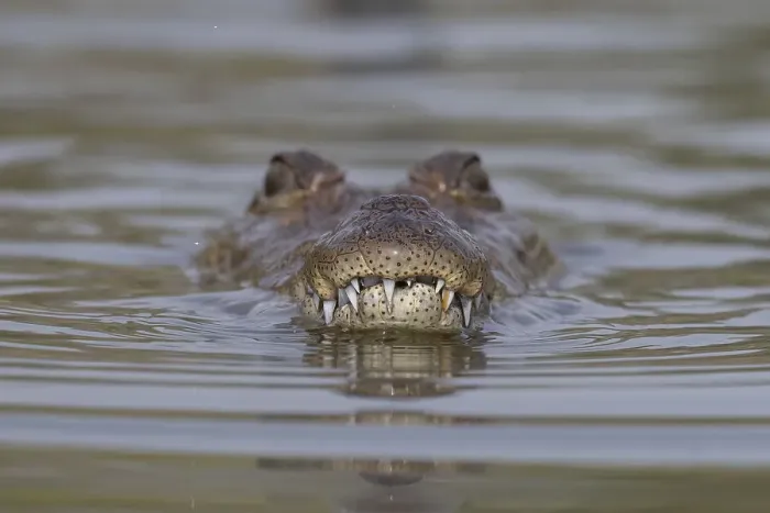 Framed Print : West African crocodile (Crocodylus suchus) submerging in river, with head above water, Allahein River, The Gambia Framed Print : West African crocodile (Crocodylus suchus) submerging in river, with head above water, Allahein River, The Gambia