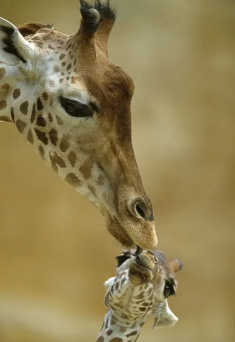 Framed Print : West African / Niger Giraffe (Giraffa camelopardalis peralta) mother and baby Framed Print : West African / Niger Giraffe (Giraffa camelopardalis peralta) mother and baby