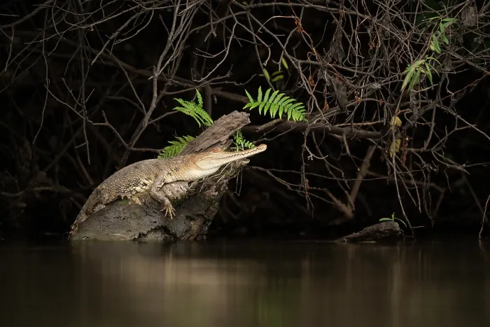 Framed Print : West African slender-snouted crocodile (Mecistops cataphractus) resting on a branch in water, Loango National Park, Gabon Framed Print : West African slender-snouted crocodile (Mecistops cataphractus) resting on a branch in water, Loango National Park, Gabon