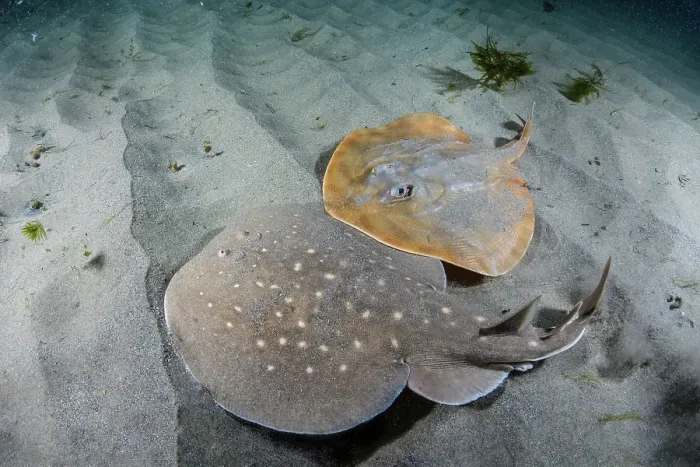 Framed Print : West African torpedo ray (Torpedo mackayana) and Panray (Zanobatus schoenleinii) resting on sandy seabed, Ngor Bay, Dakar, Senegal, Eastern Atlantic Ocean. Endangered Framed Print : West African torpedo ray (Torpedo mackayana) and Panray (Zanobatus schoenleinii) resting on sandy seabed, Ngor Bay, Dakar, Senegal, Eastern Atlantic Ocean. Endangered