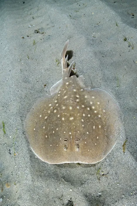Framed Print : West African torpedo ray (Torpedo mackayana) resting on sandy seabed, Ngor Bay, Dakar, Senegal, Eastern Atlantic Ocean. Endangered