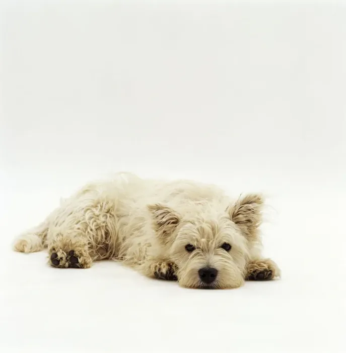 Framed Print : West Highland Terrier / Westie, lying down with chin on ground Framed Print : West Highland Terrier / Westie, lying down with chin on ground