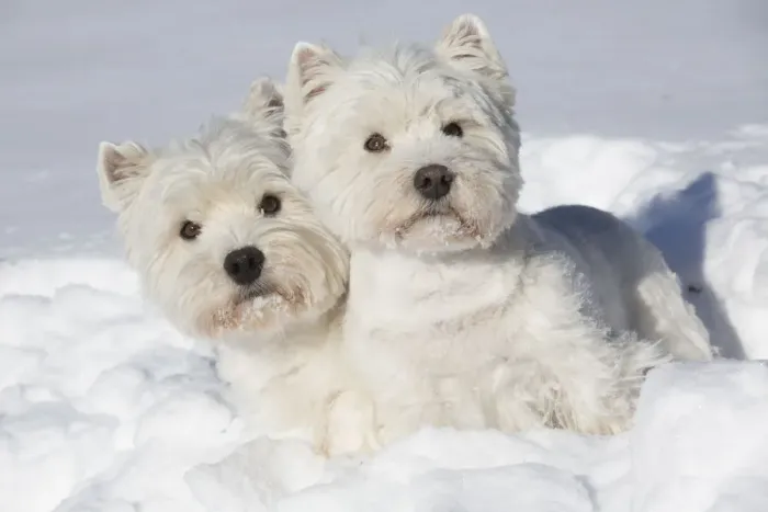 Framed Print : West Highland Terriers in snow, Vernon, Connecticut, USA Framed Print : West Highland Terriers in snow, Vernon, Connecticut, USA