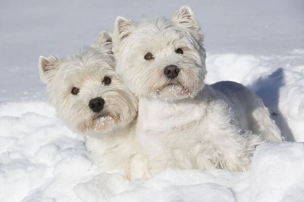 West Highland Terriers in snow, Vernon, Connecticut, USA